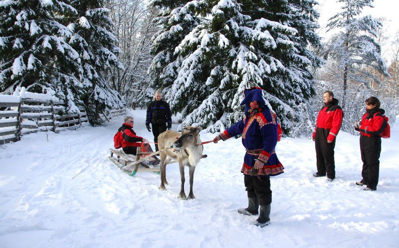 Олени