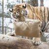 Ночь кошек в зоопарке Хельсинки