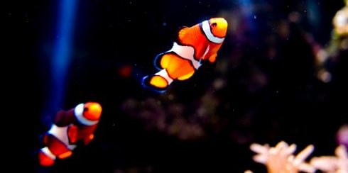 Sea Life